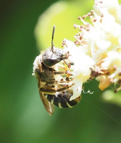 Réf. 233 364 : Halictus sp.